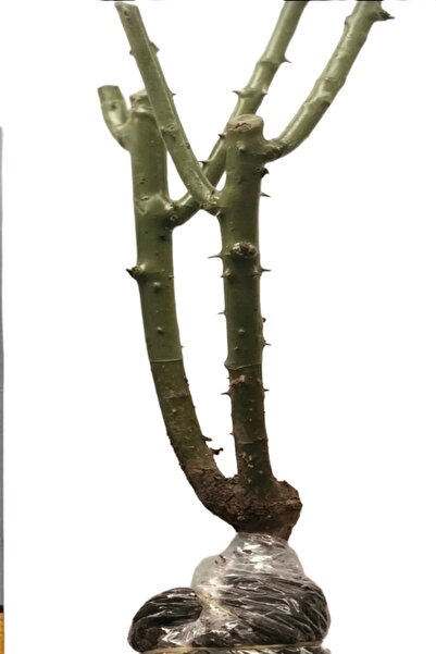 ÇİÇEKFLİX Reçellik Gül Isparta Gülü Kokulu 1 Adet Açık Kök 25 35 cm