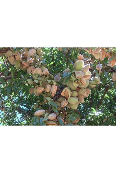 Fidan & Peyzaj Ferragnes Badem Fidanı (140 - 150 Cm. Boy / Ince Kabuk / Seçki...