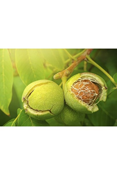 Fidan & Peyzaj - Fernor Ceviz Fidanı (120 - 130 Cm. Boy / Seçkin Çeşit / Açık...