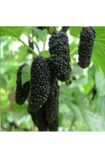 Fidan & Peyzaj - Avustralya Karadut Fidanı (iri Meyveli / 150 Cm. Boy / Açık ...