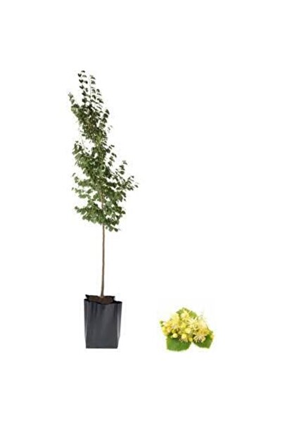 Linden Seedling 2-3 Years Abundant Fertility (Cold Resistant)