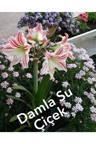 damla su çiçek Ambiance Amaryllis Soğanı (güzel Hatun Çiçeği)