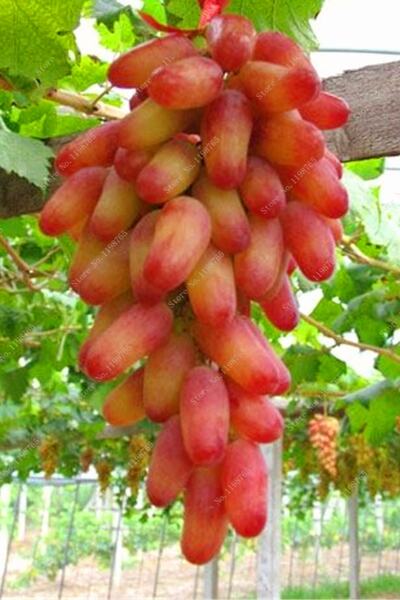 ÇİÇEKFLİX Aşılı Pembe Parmak Üzüm Fidesi 15-20cm Hazır Tutmuş Açık Kök