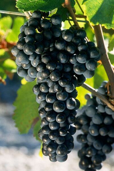 ÇİÇEKFLİX Fide Üzüm Tatlı Kara Açık Kök 35-40cm Dikime Hazır