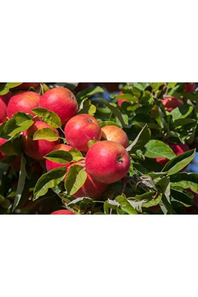 Fidan & Peyzaj - Amasya Elma Fidanı ( 150 Cm. Boy / Seçkin Çeşit / Açık Köklü)