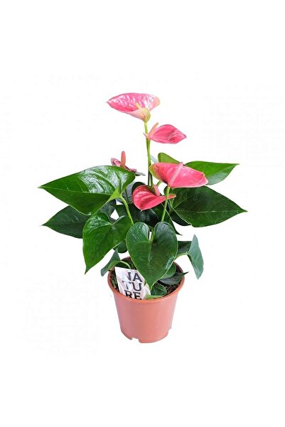 Aysima Çiçekevi Anthurium Andraeanum Pembe Antoryum Flamingo Çiçeği Ithal Ev Ofis Salon Bitkisi