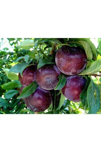 Fidan & Peyzaj Angelina Erik Fidanı (150 Cm. Boy / Geçci / Seçkin Çeşit / Açı...