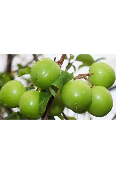 Fidan & Peyzaj - Dumanlı Papaz Erik Fidanı (150 Cm. Boy / Erkenci / Seçkin Çeşit / Açık Köklü)