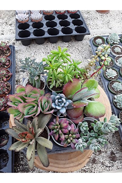 cantropikal 9'lu Kaktüs Set - 5,5.cm.çaplı saksıda - Fotoğraftakileri Gönderi...