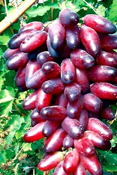 ÇİÇEKFLİX Koyu Pembe Tatlı Parmak Üzüm Özel Aşılı [deli Ürünlerle Kayıslamayi...