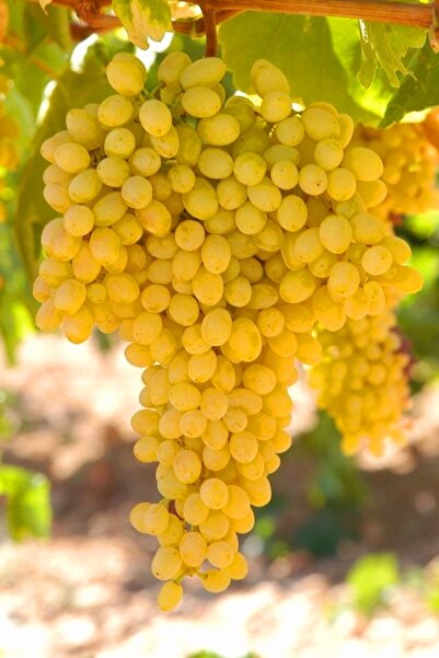 ÇİÇEKFLİX Aşılı Sultaniye Üzümü Çekirdeksiz Lezzetli 15 -20cm Mini Boy