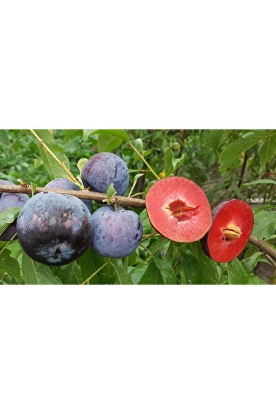 Fidan & Peyzaj - Black Splendor Erik Fidanı (150 Cm. Boy / 2 Yaş / Seçkin Çeş...