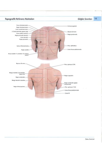 Nobel Tıp Kitabevi Sobotta Insan Anatomi Atlası Yeni Basım 331 Klinik Görüntü Ilaveli Anastasi Interaktif Atlas