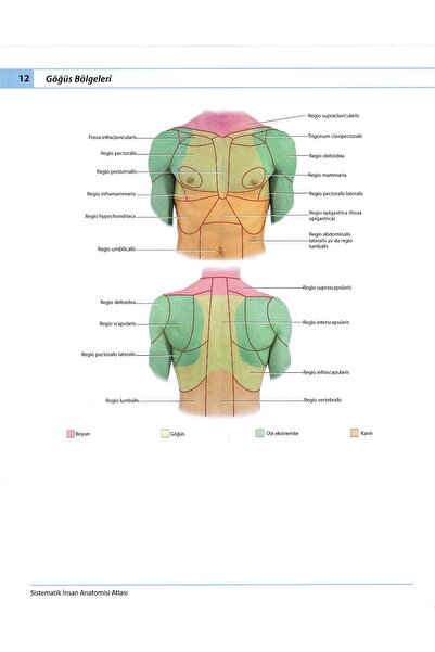 Nobel Tıp Kitabevi Sobotta Insan Anatomi Atlası Yeni Basım 331 Klinik Görüntü Ilaveli Anastasi Interaktif Atlas