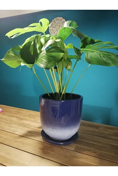 Balcony Flower Parlement Blue Salon Saksı