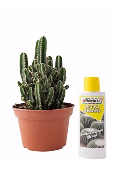 serada decor & plant Radyasyon Emici Kaktüs Dev Boy Cereus Fairy Castle Cactu...