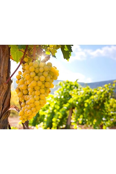 Fidan & Peyzaj -sultani Çekirdeksiz Kurutmalık Üzüm/asma Fidanı (KURUTMALIK /...