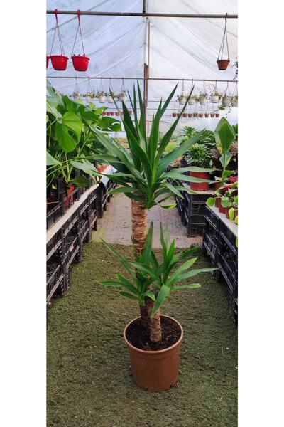 Ravza Çiçekçilik Yucca 2 Gövde ( Ev Ofis Salon Iç Mekan Bitkisi ) - ( 100 Cm - 20 Cm Saksıda )