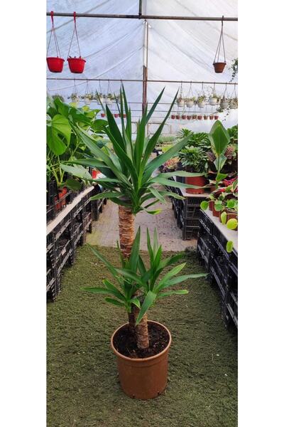 Ravza Çiçekçilik Yucca 2 Gövde ( Ev Ofis Salon Iç Mekan Bitkisi ) - ( 100 Cm - 20 Cm Saksıda )