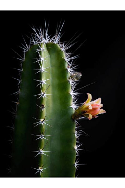 serada decor & plant Kaktüs Dev Boy Xl Cereus Fairy Castle Cactus Dolgun Formlu