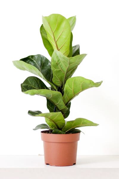 Cemre Garden Ficus Lyrata - Keman Yapraklı Kauçuk Çiçeği - Ev Ofis Salon Iç M...