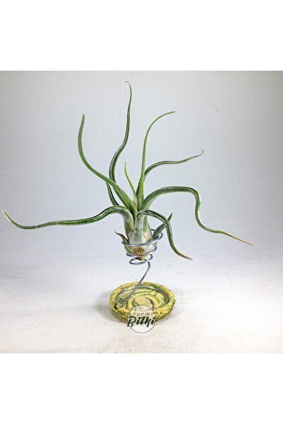 Gurme Bitki Tillandsia Caput Medusae (L) - El Yapımı Dekoratif Standı Ile Hav...