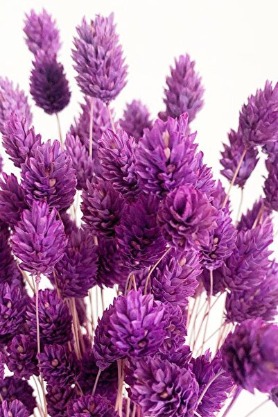 Goya Home Kurutulmuş Mor Kuş Otu Süslük Vazoluk Palaris Çiçeği 30 Dal