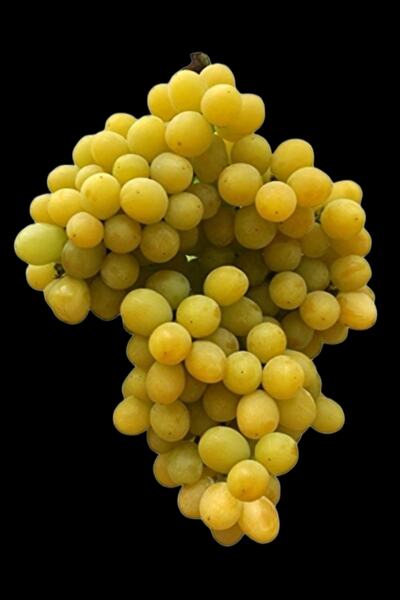 ÇİÇEKFLİX Fide Beyaz Üzüm Çekirdeksiz Açik Kök 35-39cm