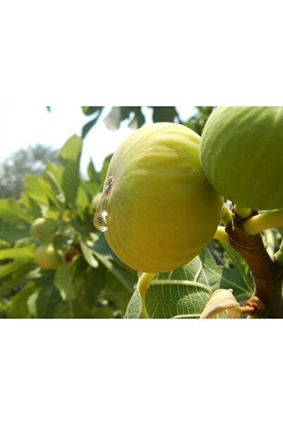 Fidan & Peyzaj - Sarılop Incir Fidanı (150 Cm. Boy / 2 Yaş / Kurutmalık / Sofralık / Açık Kök)