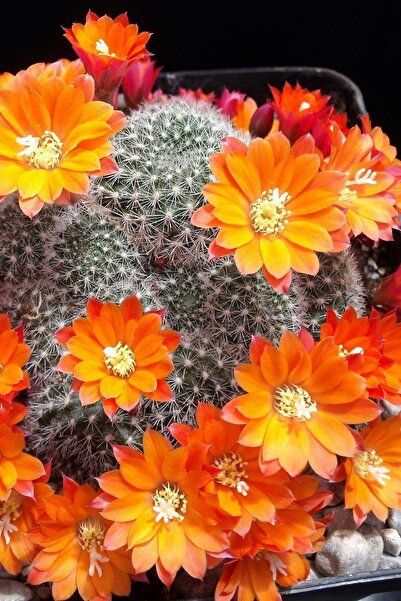 ÇİÇEKFLİX Rebutia Muscula Çiçekli Kaktüs Sukulent Minik 5.5cm