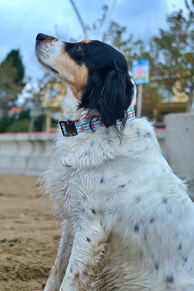 UTDpet Giraffe Dog Collar Medium