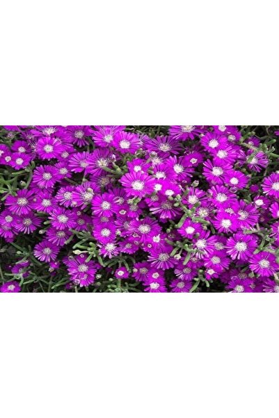 YAĞMUR BOTANİK Acem Halısı Fidanı Tüplü (10 Adet)
