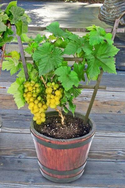 ÇİÇEKFLİX Dış Mekan Saksıda Yetiştirilebilen Üzüm Sultaniye Bodur Açik Kok 37...