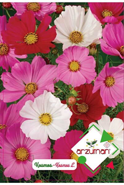 Arzuman Tohum Kosmos Çiçeği Tohumu