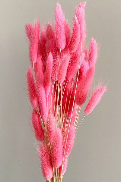 Goya Home Pembe Renkli Kurutulmuş Pamuk Otu, Tavşan Kuyruğu Gelin Buketi Aranjman Çiçeği Lagurus 30 Dal