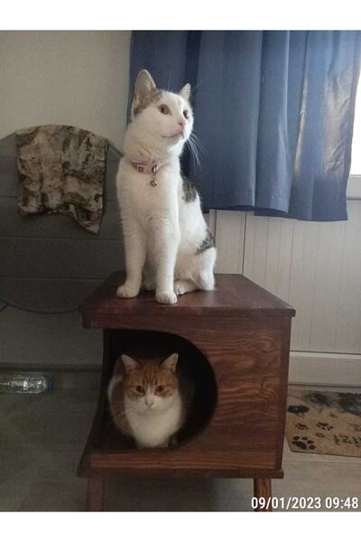Ahşap Kedi Evi