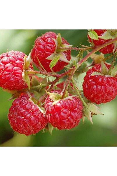 Fidan & Peyzaj - Aksu Pembesi Dikensiz Ahududu / Frambuaz Fidanı (açık Köklü)