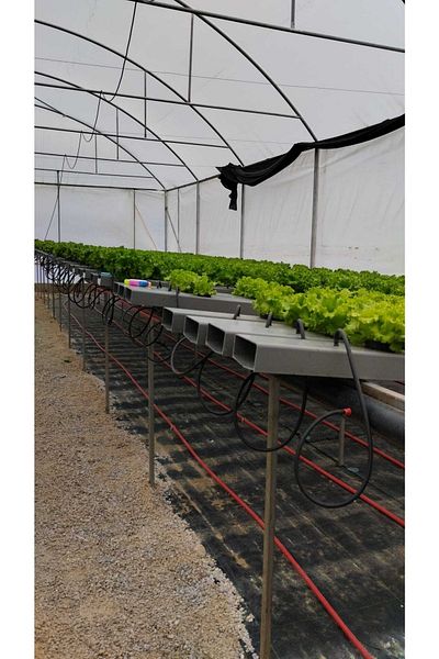 GüneyDoğuTopraksızTarımm Spaghetti Watering Set - Micro Irrigation Hydroponic Agriculture Irrigation Systems 50 cm 10 Sets