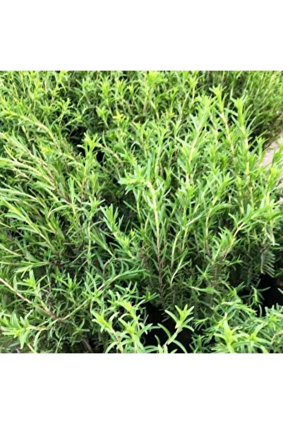 Lavanta Şarköy Dağ Kekiği Tohumu ( Zahter ) 100 Adet