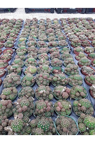 cantropikal Bol Yavrulu 45lik Viyol Fiyatı