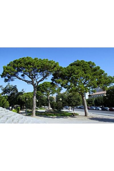 Fidan & Peyzaj - Fıstık Çam Fidanı (50+ Cm. Boy / 2 Yaş)