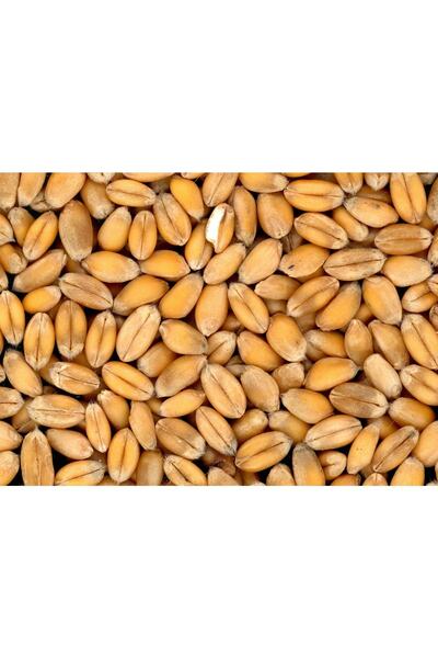 mesaka Doğal Organik Buğday Tohumluk Buğday Kuş Yemi Bulgurluk Buğday