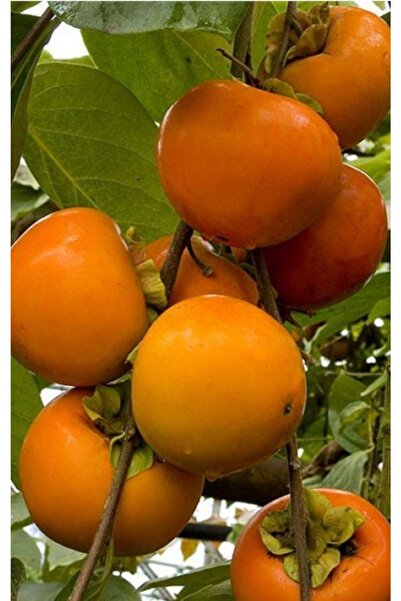 Genel Markalar Tüplü Trabzon (cennet) Hurması Fidanı