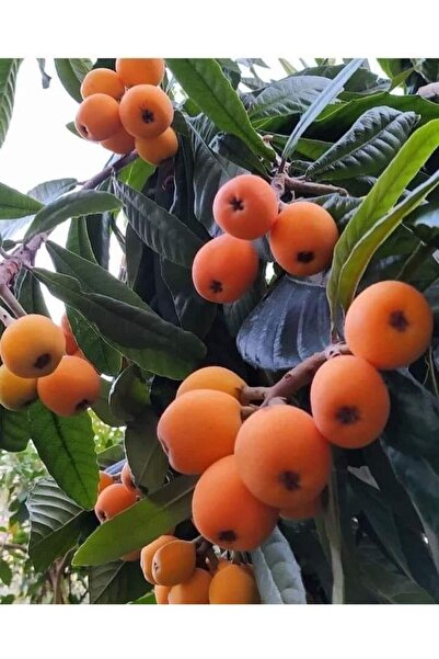 FİDANLIDAN Tüplü Yeni Dünya Malta Eriği Fidanı