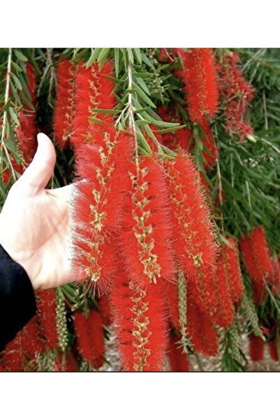 YASMİN ORGANİK TARIM Kırmızı Fırça Çalısı Çiçeği Saksılı