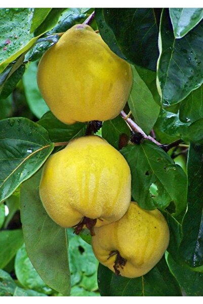 FİDANLIDAN Tüplü Ekmek Ayva Fidanı