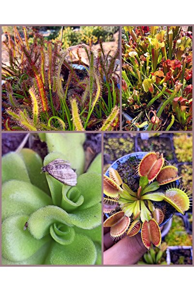 mobuflora 4 Farklı Tür Yetişkin Etobur Bitki Seti Sinek Kapan