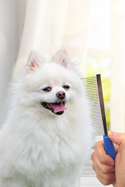 TechnoStation Kedi Köpek Tüy Açma Tarağı Kıtık Açıcı Bakım Tarağı Metal