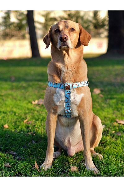 UTDpet Tigerfly Dog Chest Collar