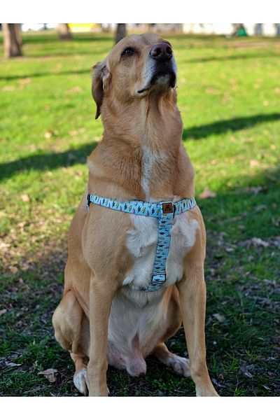 UTDpet Lightning Dog Chest Collar